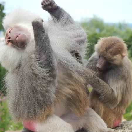 Flamingo Land - Cedar Wood Cw49 Ferienpark *